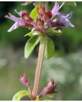 Thymus piperita